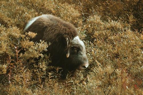 Photo by kiliiiyuyan  A young musk ox browses in 