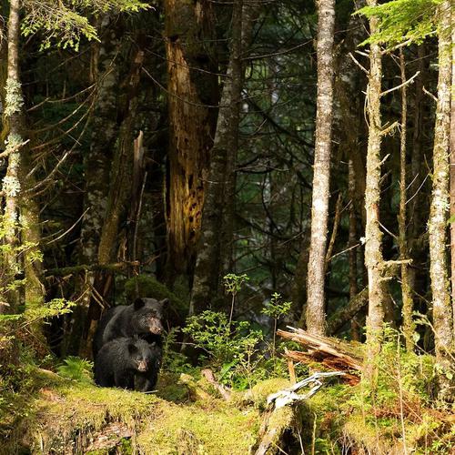 Photo by daisygilardini  Black bears are the smal