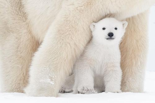 Photo by daisygilardini  A young polar bear cub s