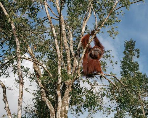 Photo by Muhammad Fadli mfimages  An orangutan si
