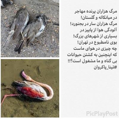 به عنوان یک شهروند ایرانی سئوال دارم  تینا_پاکروا