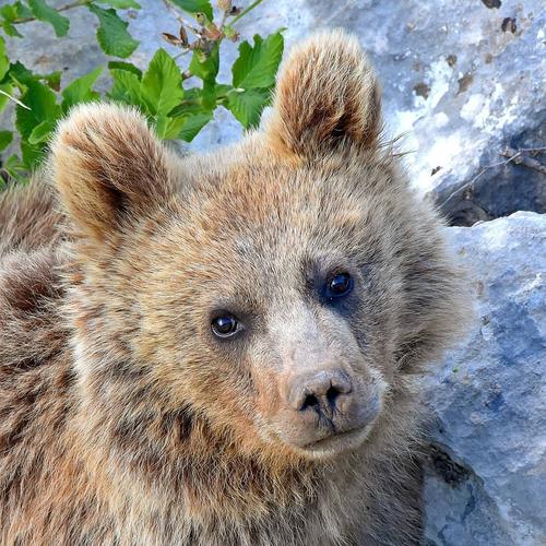 آیا خرس های ایرانی هم خواب زمستانی دارند؟