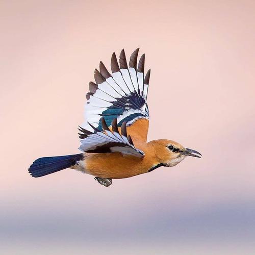 زاغ بور، پرنده ی زیبایی که فقط در ایران دیده می‌ش