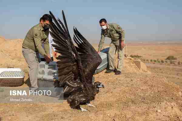  رهاسازی پرندگان مهاجر در تالاب بهشت معصومه قم   