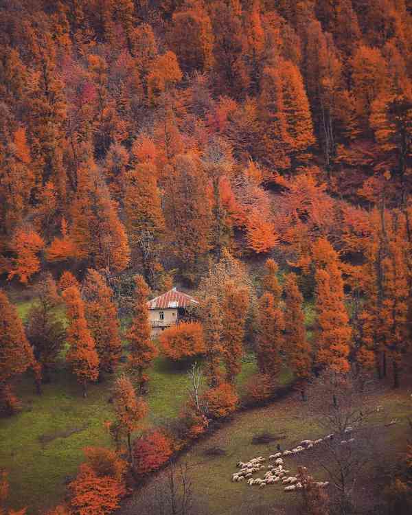Gorgeous Fall Colors   رنگ زیبا و درخشان پاییزی  