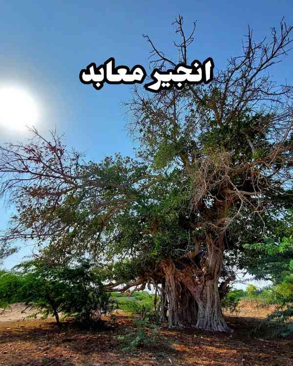  انجیر معابد _ عسلویه   تا حالا این درخت رو دیدین