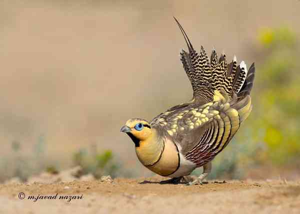 خیلی‌ها معتقدند این زیباترین پرنده‌ی ایران است به