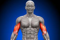 رشد سریع عضلات با کمک یک پروتئین  اگرچه سلول‌های 