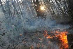 جنگل های رامسر غرق در آتش و دود  جنگل‌های منطقه ج