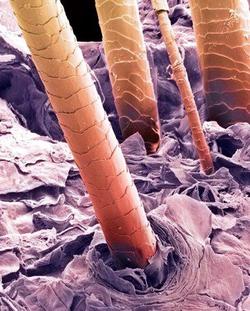 موی انسان زیر میکروسکوپ! +‌ عکس
