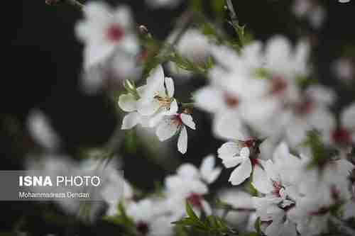  رویش زود هنگام شکوفه‌ها در شهر راز  ◾ درخت‌های ش