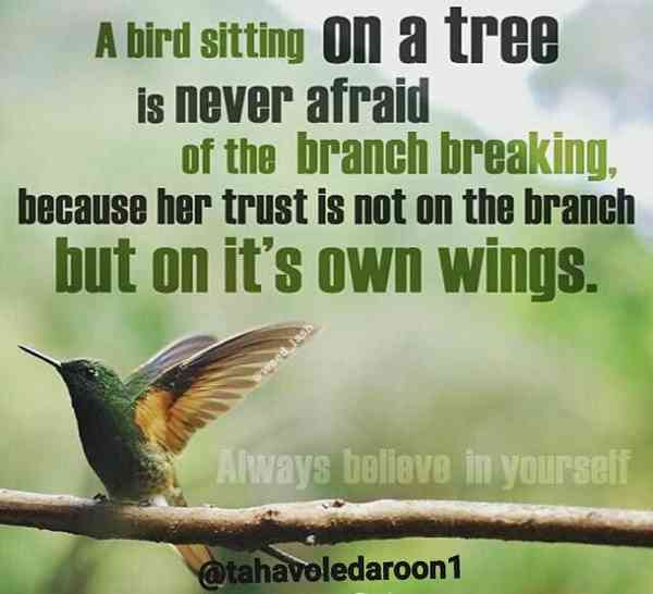 پرنده ای که روی درخت نشسته هیچ وقت از شکستن شاخه 