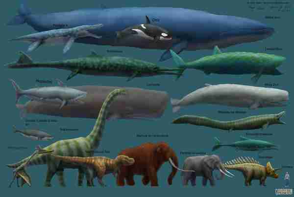 بزرگترین موجود جهان درزمان دایناسورها زیست نمیکرد