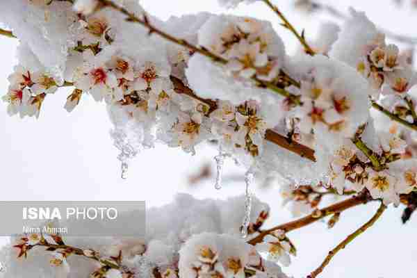  برف و شکوفه‌های بادام  ورق بزنید  ◾در روزهای پای