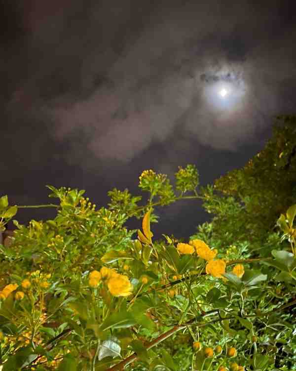 ماه در آسمان بهار انگار بیشتر میدرخشد و امشب اگرچ