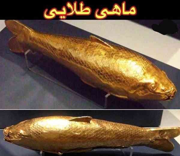 ☯ماهی طلایی  گنجینه آمودریا با قدمت  2500 سال  هن