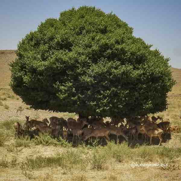 در وصف اهمیت یک درخت    روز درختکاری مبارک      ع