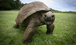 لاک‌پشت ۱۸۸ ساله، سالخورده‌ترین حیوان روی خشکی  ز