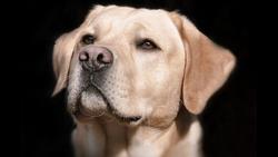 شناسایی نمونه مثبت کرونا توسط سگ‌ها با دقت ۹۶ درص