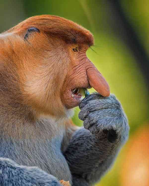 شامپانزه با بینی خاص