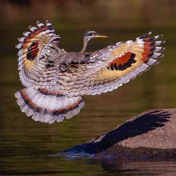 پرنده ای با بالهای بسیار زیبا