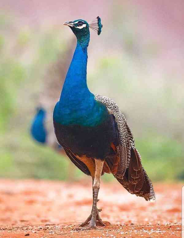 طاووس مغرور