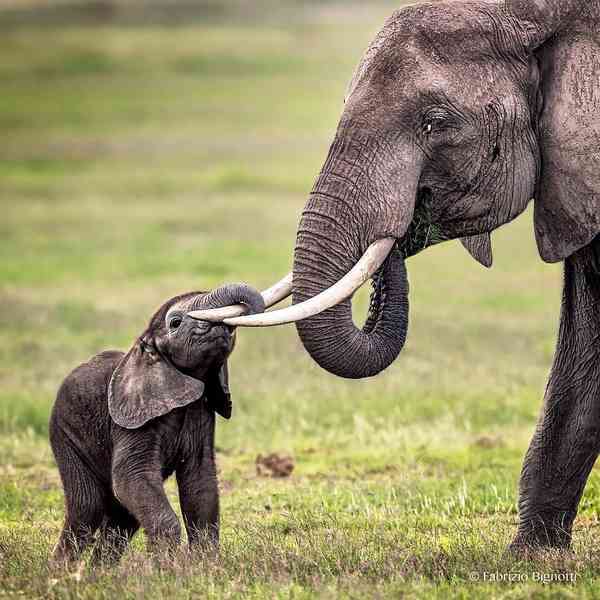 فیل و بچه فیل