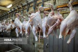 کشف ۳۵۰۰ کیلو بال و کتف مرغ احتکار شده در پایتخت
