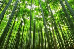 حذف دی اکسید کربن توسط چین با جنگل های فنگ شویی  