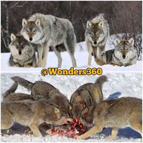 گرگها وقت قحطی غذا دور هم حلقه میزنن و ساعتها همد