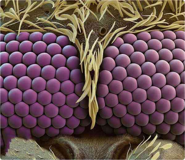 تصویری فوق‌العاده زیبا از چشم های پشه زیر میکروسک