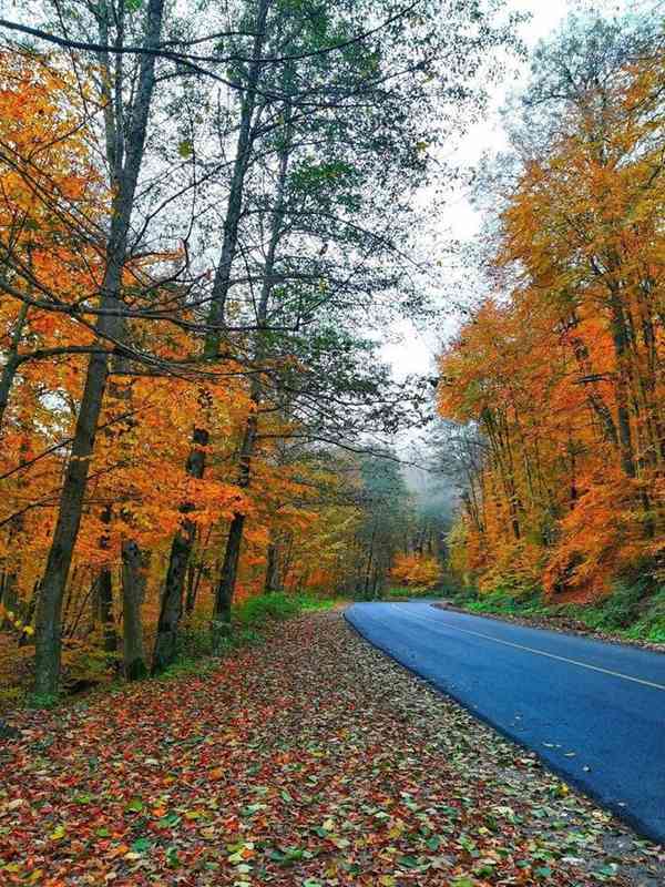 هنرنمایی پاییز هزار رنگ در جاده گلوگاه مازندران ب