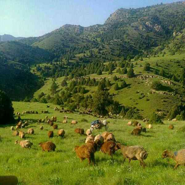 طبیعت سر سبز و رویایی کوههای هزار مسجد  شهرستان د