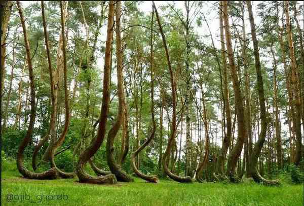 در لهستان جنگل عجیبی وجود دارد که دارای درختانی خ
