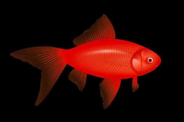 اگر یک ماهی قرمز را در اتاق تاریک بزارید رنگ آن ک