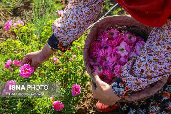 برداشت گل محمدی در روستای زناسوج الموت - قزوین