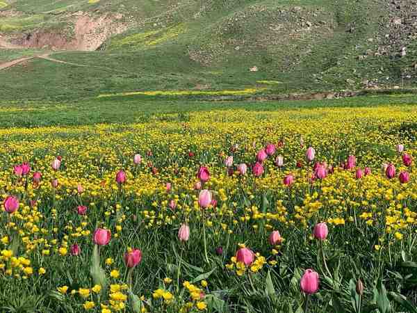 بزرگترین جشنواره گل‌های کوهستانی کشور از خرداد ما