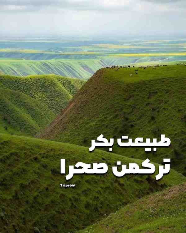 • ترکمن صحرا یکی از بکرترین طبیعت‌های‌ ایران رو د