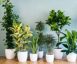 راه حل مشکلات رایج گیاهان آپارتمانی
