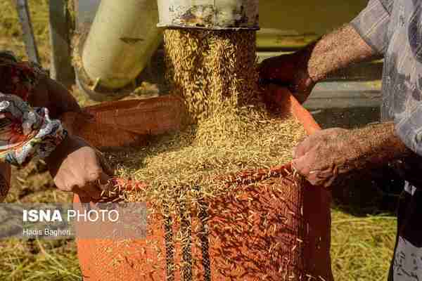  برداشت برنج از شالیزارهای منطقه الموت قزوین  ورق