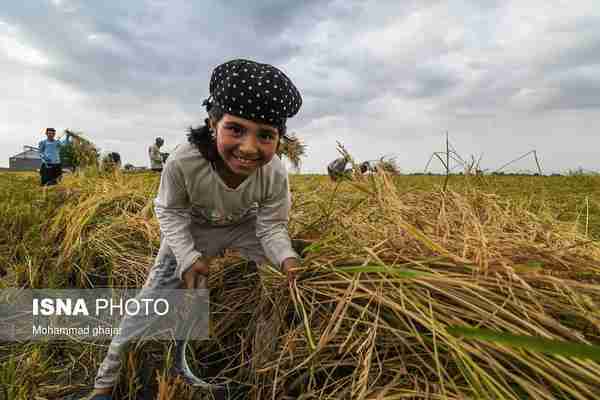  از شالیزار تا شالیکوبی  ◾بخش قابل توجهی از برنج 