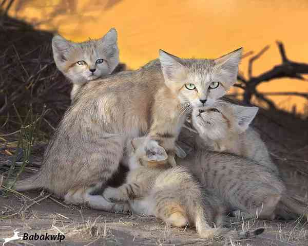 عکس بسیار زیبایی از گربه ی شنی مادر و توله های زی