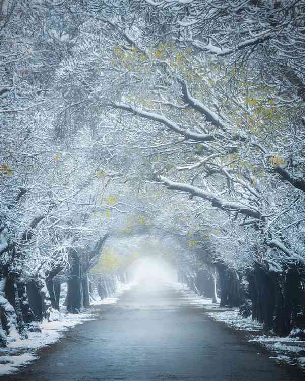 Tree Tunnel During Winter ☃️  منظره ای شگفت انگیز