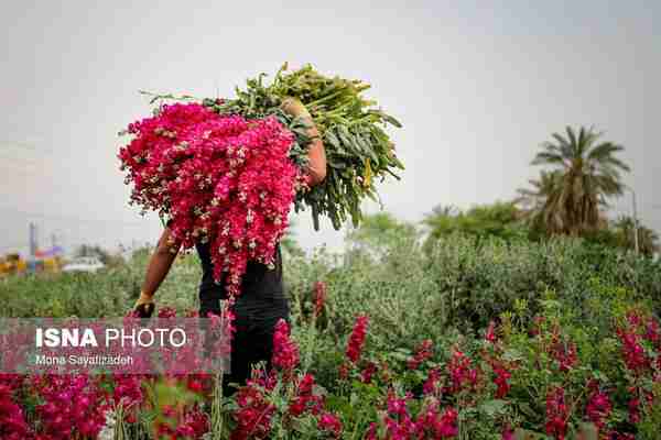  برداشت گل در حمیدیه - خوزستان  ◾ هر ساله کشت گل 