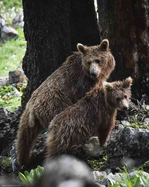 تصویر زیبا و دلنشینی از خرس مادر و توله یک ساله ا
