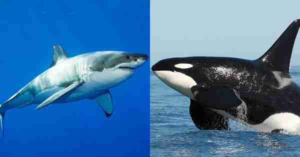 کوسه قوی تر است یا نهنگ