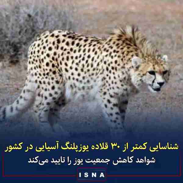 مدیرعامل انجمن یوزپلنگ ایرانی ▪️براساس سرشماری سا