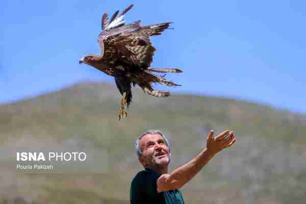  رهاسازی پرندگان شکاری در همدان  ▪️دوازده بهله پر
