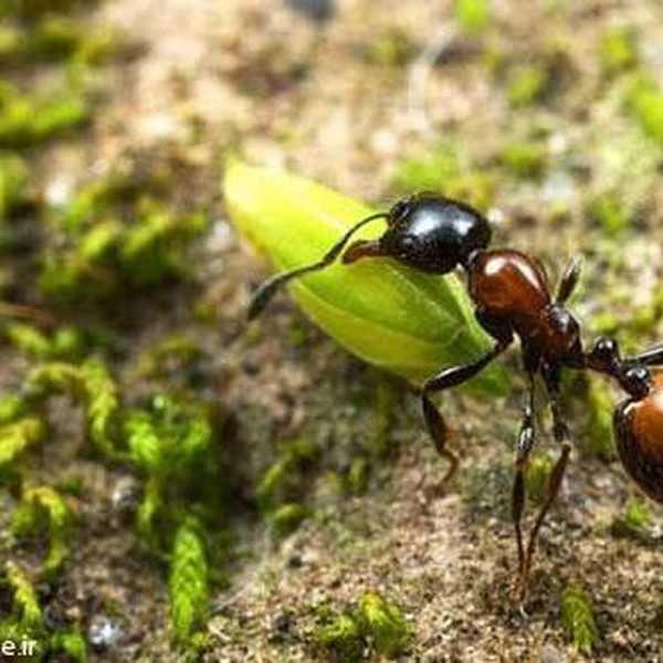میدانى چه چیزى مرا نسبت به مورچه ها و سوسکها و سا