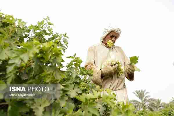   برداشت انگور در روستای غزاویه بزرگ شهرستان کارو